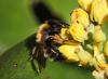 Andrena bicolor